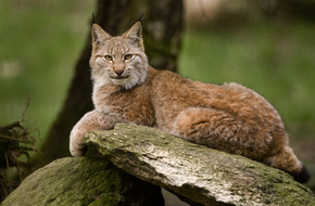 Luchse im Harz - jetzt wieder im Nationalpark Harz