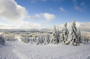 Tief verschneite Wälder im Harz