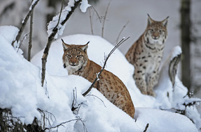 Harzer Luchse im Winter